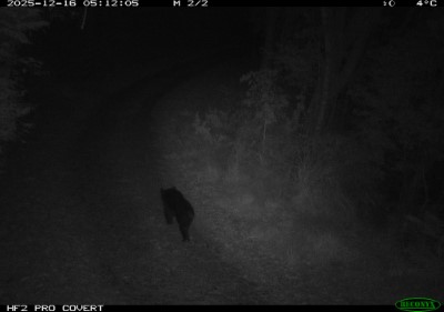 林業保育署臺中分署在佳陽部落產業道路上以紅外線自動相機拍攝到黑熊影像 (2)